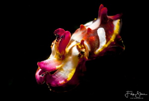flamboyant cuttlefish (Metasepia pfefferi)- Lembeh. by Filip Staes 